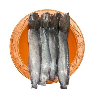 পুকুরের মাগুর মাছ